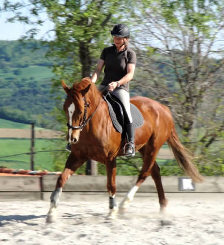 Cavallo al trotto