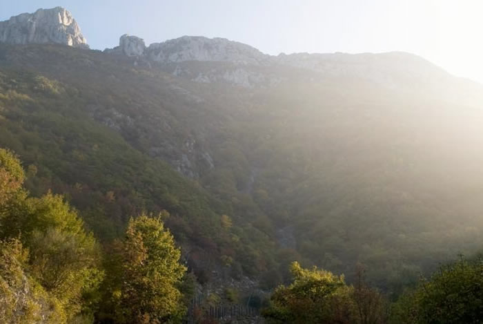 Flora Monte Catria